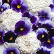 Super Beaconsfield Pansies among scones on white background.