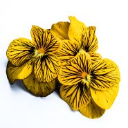 Detailed close-up of Tiger Laeta Viola blooms.