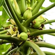 A mature Sweet David Papaya Plant blooming with immature fruit and flowers.