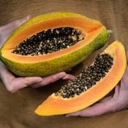 Hands holding a freshly harvested Sweet David Papaya grown in a Baker Creek greenhouse in Missouri.