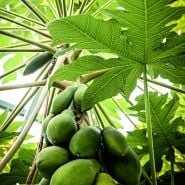 Sweet David Papaya Plant growing in a Baker Creek greenhouse.