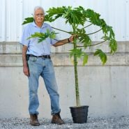 A smiling gardener holding a potted Waimanalo Papaya at the stem against the warehouse wall.