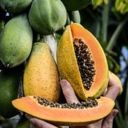 Hands holding a cut Sweet David Papaya fruit up against a tree loaded with fruit in a Baker Creek greenhouse.