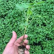 Hand holding a young Sweet David Papaya Plant against flats of papya plants in a greenhouse at Baker Creek.