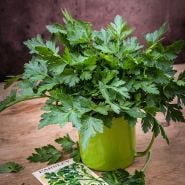 Giant of Italy Parsley bunch with old seed packet