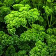 Moss Curled Parsley growing in garden