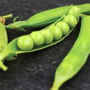 Lincoln Garden Pea