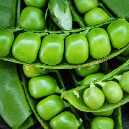 Photo of closeup of Sugar Snap open peas