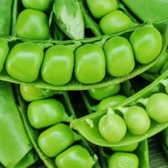 Pea Seeds, Sugar Snap