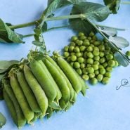 Kelvedon Wonder Garden Pea stack of pods and peas.