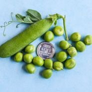 Kelvedon Wonder Garden Pea with coin for size reference.
