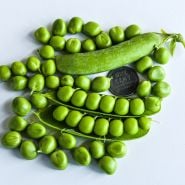 Lillian's Caseload Peas with coins for size reference.