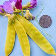 Golden Sweet Snow Pea close-up on blue background with coin for size reference.