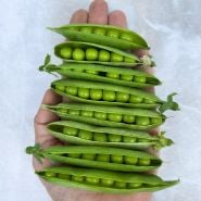 Kelvedon Wonder Garden Pea pods in hand, split open exposing peas.