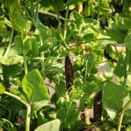 King Tut Purple Pea on the vine.