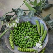Lillian's Caseload Pea with vines and flowers.