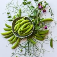 Magnolia Blossom Tendril Peas showcasing vines.