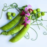 Magnolia Blossom Tendril Pea pods and peas on light background.