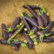 King Tut Purple Pea on wooden counter.