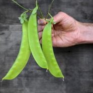 Green Beauty Snow Pea pods being held by vine.