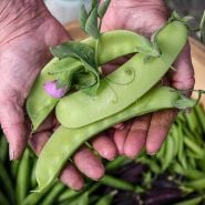 Green Beauty is the largest pea we carry!