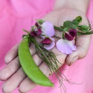 Magnolia Blossom Tendril Pea and flowers close-up.