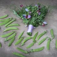 Magnolia Blossom Tendril Pea with foliage and flowers.
