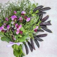 Sugar Magnolia Pea pods-burgundy with bunch of flowers on white background