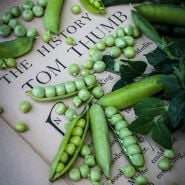 Tom Thumb Peas on book of The History of Tom Thumb.