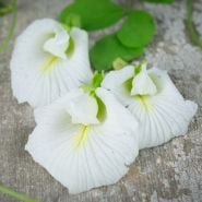 White Butterfly Pea on wooden table. 