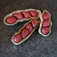 Tennessee Red Peanuts in shell.