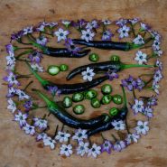 Murasaki flowers surround several Murasaki Purple Sweet Peppers and slices on a wooden background.