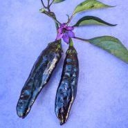 Two Murasaki Purple Sweet Peppers on a blue background.