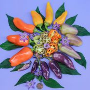 Sliced Pippins Golden Honey Sweet Peppers surrounded by whole peppers, leaves, and flowers on a light blue background.