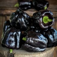 Deep purple Zulu Sweet Pepper stacked up on a wood log.