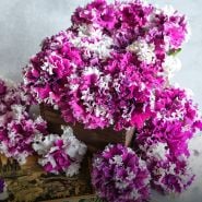 Close-up of Greetings from Jaromer Petunia flowers.