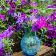 Sparklers Petunia in clear blue water jug in garden background.