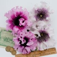 Close-up overhead view of Superbissima Cerny's Triumph Mix Petunia flowers.