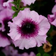 Macro detail of the inside of a Superbissima Giant Alba Petunia.