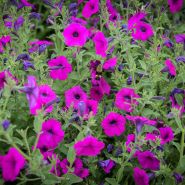 Wild Violet Petunia growing in garden.