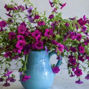 Wild Violet Petunia in blue water jug.