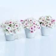 A row of three Blushing Bride Phlox floral arrangements in identical white vases on a white background.