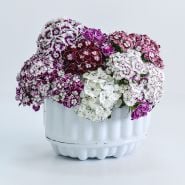 Hollandia Purple Crown Dianthus in white bowl with white background.
