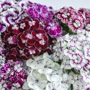 Purple Crown Dianthus bunch.