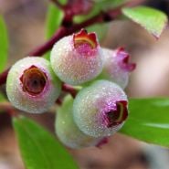 A close-up detailed view of Pink Lemonade Blueberry fruit growing on plant. Image Courtesy of Agristarts.