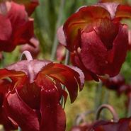 Dramatic red blooms of the Carnivorous White Topped Pitcher Plant blooming in a field.