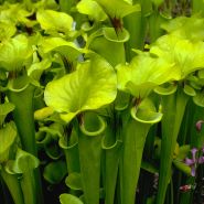 Pitcher Plant Mix CREDIT Robert Sacilotto Copyright
