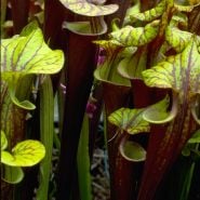 Pitcher Plant Mix CREDIT Robert Sacilotto Copyright

