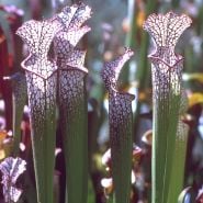 Pitcher Plant Mix CREDIT Robert Sacilotto Copyright
