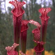 Pitcher Plant Mix CREDIT Robert Sacilotto Copyright
